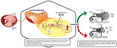 Mitochondria and Coenzyme Q10 in the Pathogenesis of Preeclampsia